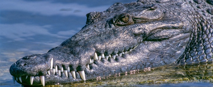 Почему крокодилы плачут