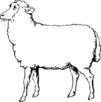 Задумчивая овца