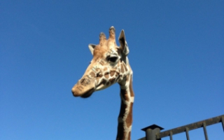 Почему у жирафа такая длинная шея