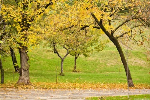 Почему осенью у деревьев опадают листья